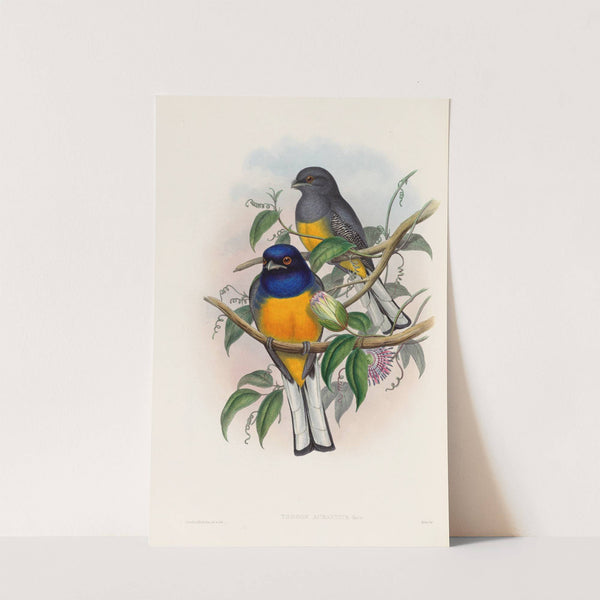 A monograph of the Trogonidae or family of trogons Pl.18 by John Gould