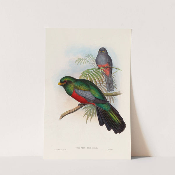 A monograph of the Trogonidae or family of trogons Pl.20 by John Gould