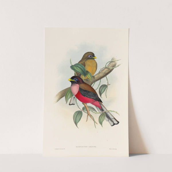 A monograph of the Trogonidae or family of trogons Pl.22 by John Gould