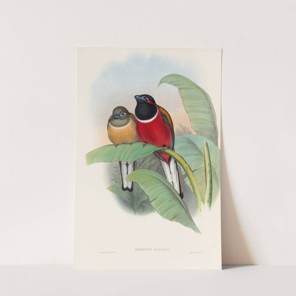 A monograph of the Trogonidae or family of trogons Pl.23 by John Gould