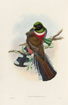 A monograph of the Trogonidae or family of trogons Pl.28