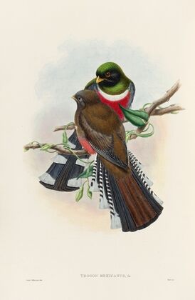 A monograph of the Trogonidae or family of trogons Pl.28