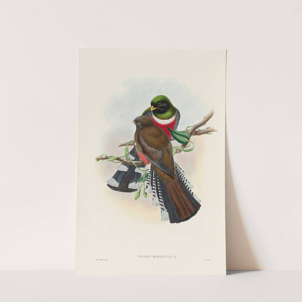 A monograph of the Trogonidae or family of trogons Pl.28 by John Gould