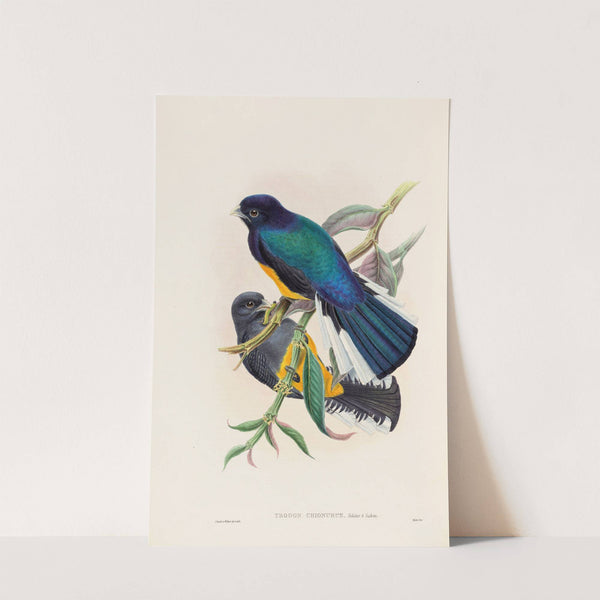 A monograph of the Trogonidae or family of trogons Pl.30 by John Gould