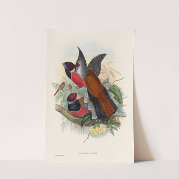 A monograph of the Trogonidae or family of trogons Pl.34 by John Gould