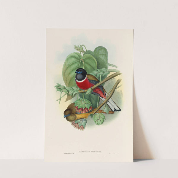 A monograph of the Trogonidae or family of trogons Pl.35 by John Gould