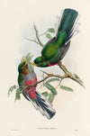 A monograph of the Trogonidae or family of trogons Pl.36