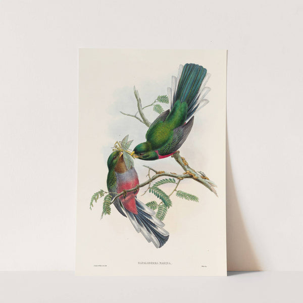 A monograph of the Trogonidae or family of trogons Pl.36 by John Gould