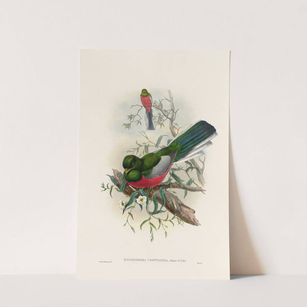 A monograph of the Trogonidae or family of trogons Pl.37 by John Gould