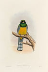 A monograph of the Trogonidae or family of trogons Pl.39