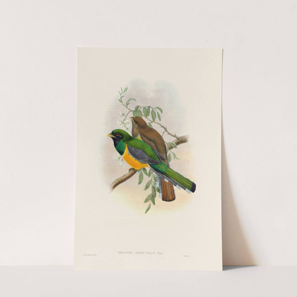 A monograph of the Trogonidae or family of trogons Pl.40 by John Gould