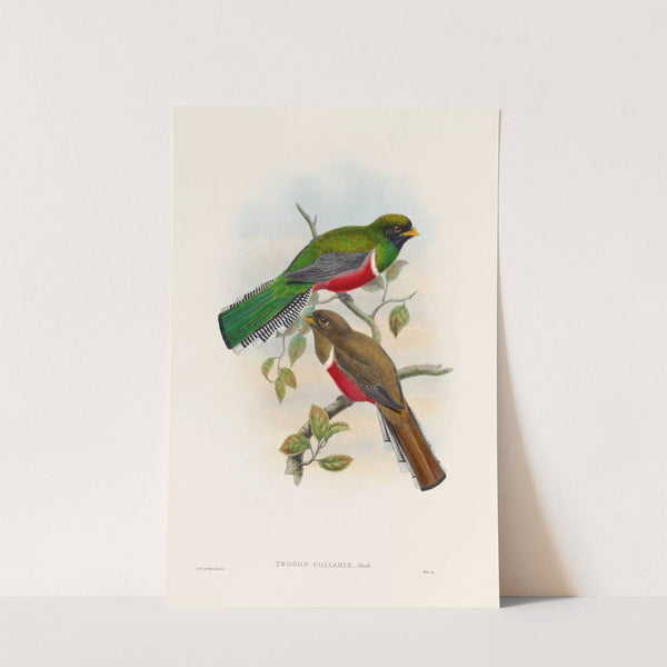 A monograph of the Trogonidae or family of trogons Pl.41 by John Gould