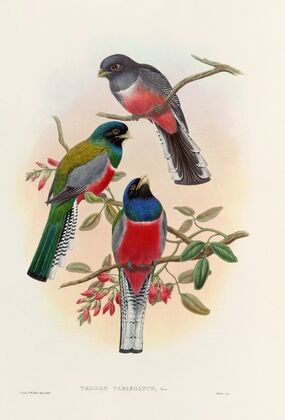 A monograph of the Trogonidae or family of trogons Pl.42