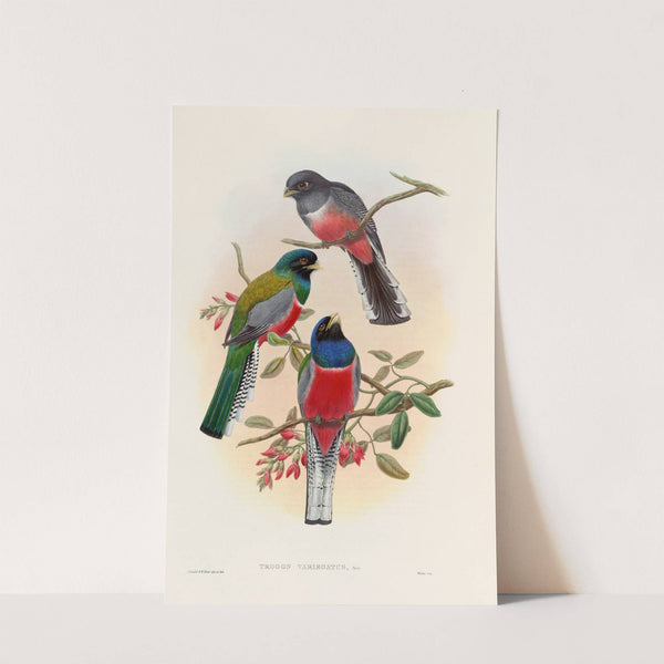 A monograph of the Trogonidae or family of trogons Pl.42 by John Gould