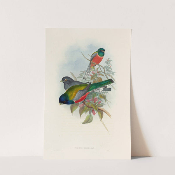 A monograph of the Trogonidae or family of trogons Pl.43 by John Gould