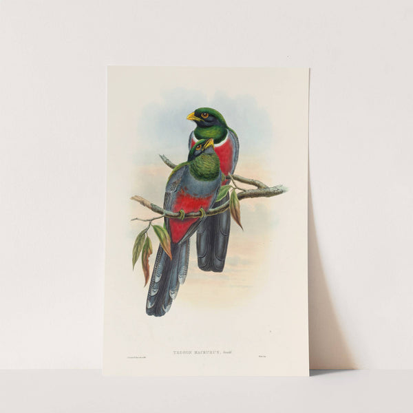 A monograph of the Trogonidae or family of trogons Pl.44 by John Gould