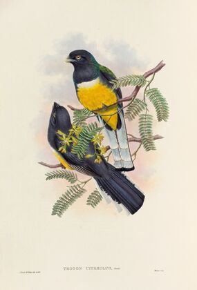 A monograph of the Trogonidae or family of trogons Pl.45