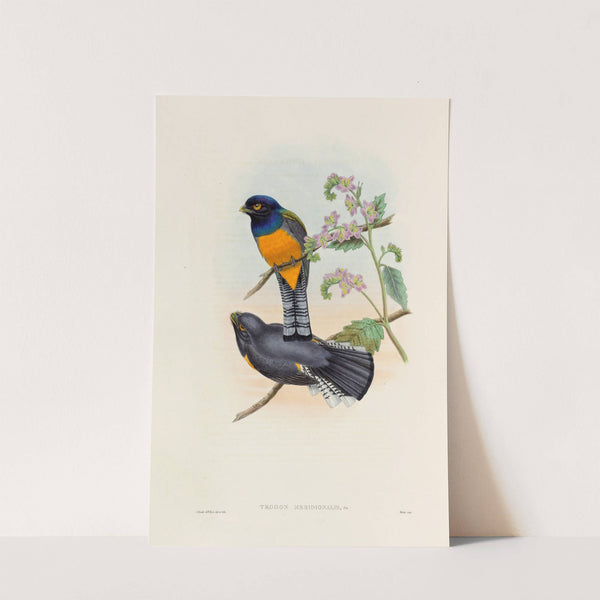 A monograph of the Trogonidae or family of trogons Pl.46 by John Gould