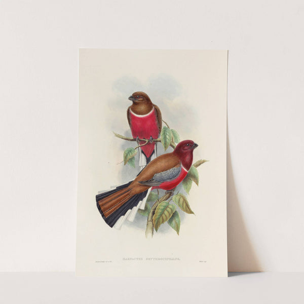 A monograph of the Trogonidae or family of trogons Pl.47 by John Gould