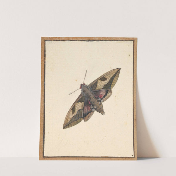 A Moth by Nicolaas Struyk