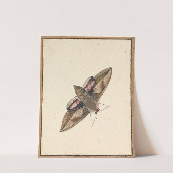 A Moth by Nicolaas Struyk