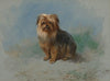 A Norfolk terrier (1917)