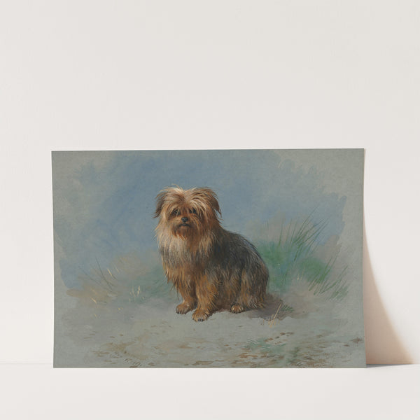 A Norfolk terrier (1917) by Archibald Thorburn