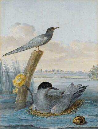 A Pair Of Black Terns With Nest And Egg In A River Landscape