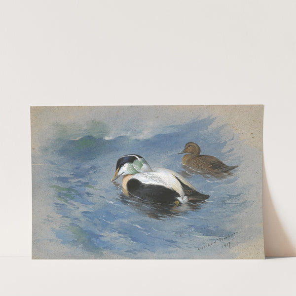 A Pair Of Eider Ducks (1917) by Archibald Thorburn