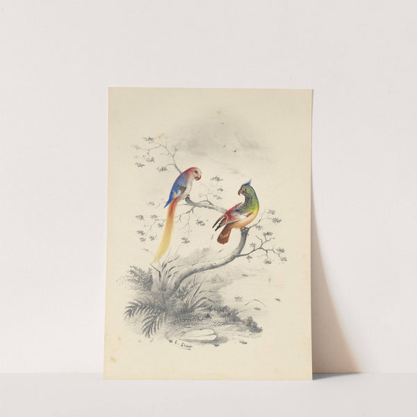 A pair of parrots by Edward Lear