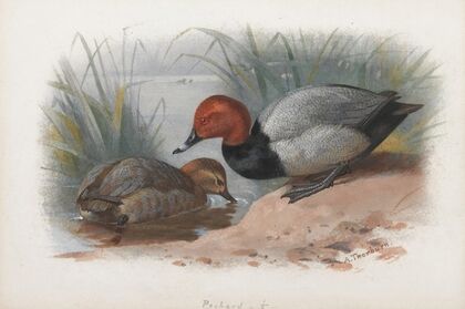 A Pair Of Pochard
