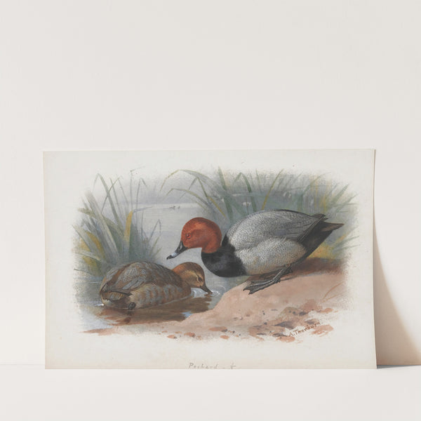 A Pair Of Pochard by Archibald Thorburn