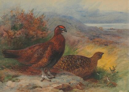 A pair of red grouse in a landscape (1933)