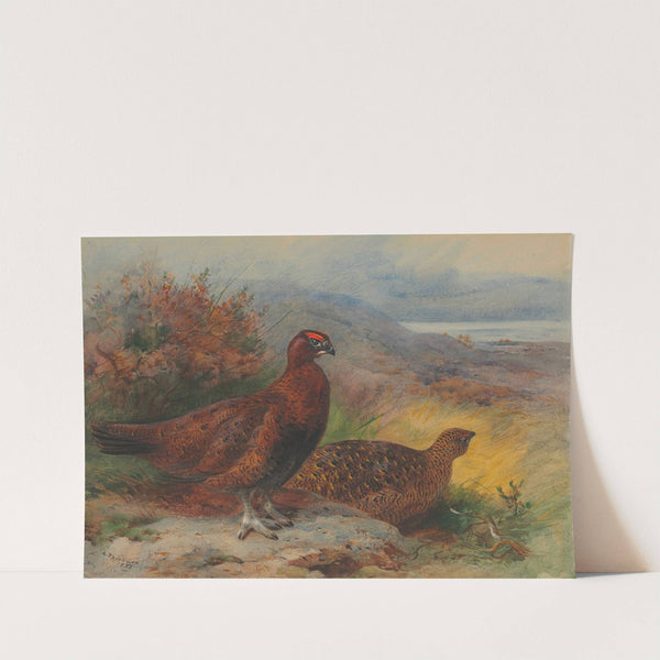 A pair of red grouse in a landscape by Archibald Thorburn