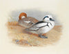 A Pair Of Smew Ducks (1899)