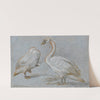 A Pair Of Standing Swans, One Preening by Aert Schouman
