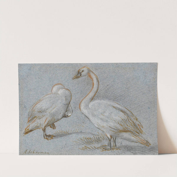 A Pair Of Standing Swans, One Preening by Aert Schouman