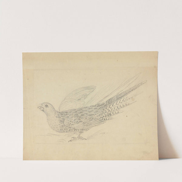 A Parrot 2 by James Sowerby