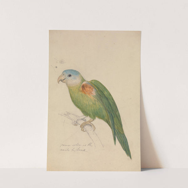 A Parrot by James de Carle Sowerby