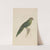 A Parrot by James de Carle Sowerby