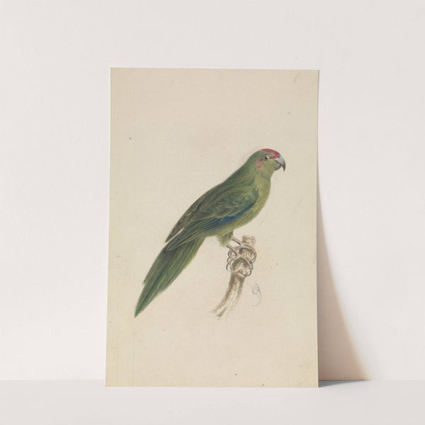 A Parrot by James de Carle Sowerby