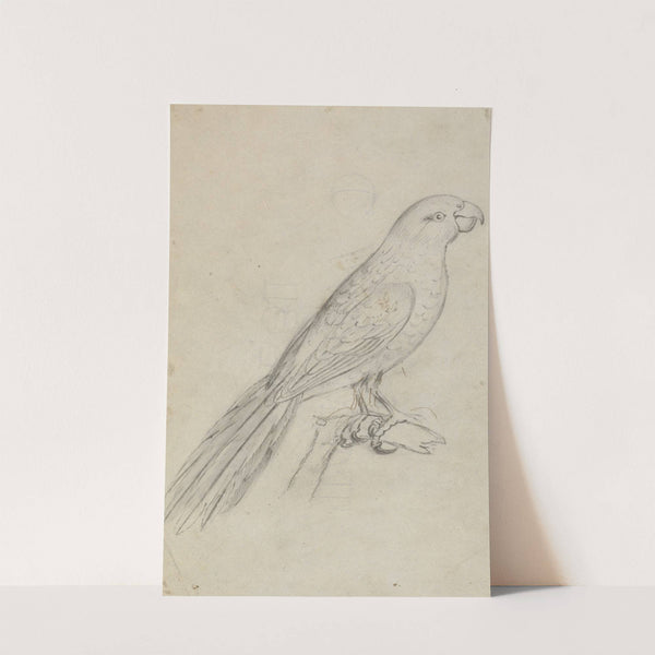 A Parrot by James Sowerby