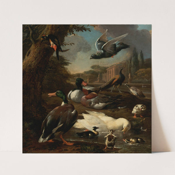 A peacock, pigeon, ducks and other birds in a garden setting by Melchior d'''Hondecoeter