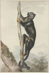 A Peruvian Spider Monkey (Ateles chamek), 1759