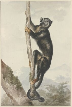 A Peruvian Spider Monkey (Ateles chamek), 1759