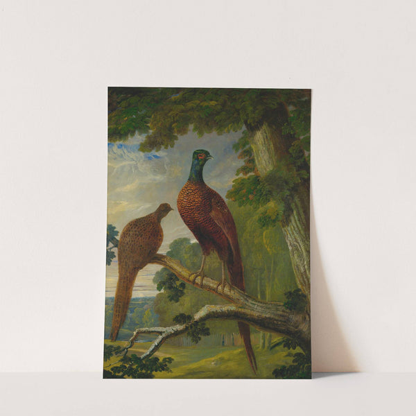 A Pheasant Cock And Hen (1825) by John Frederick Herring Snr.