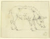 A pig to the right