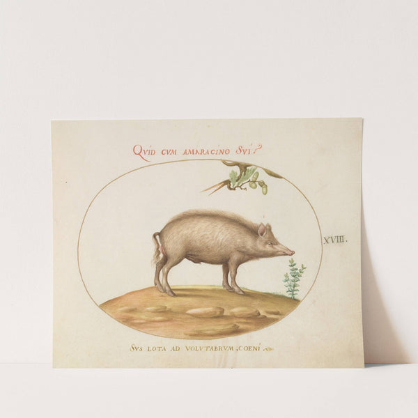 A Pig with Acorns (1575-1590) by Joris Hoefnagel