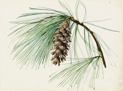 A pine cone spray