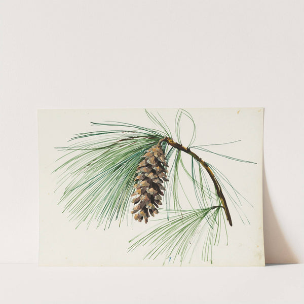 A pine cone spray by Sergey Chekhonin